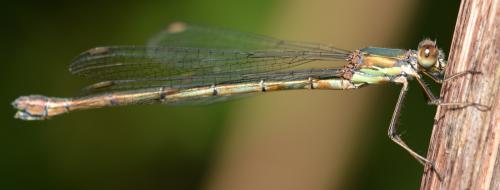 Chalcolestes viridis